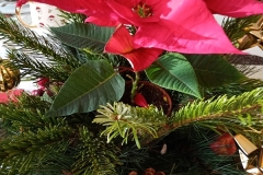 IMG_20251225_104522135_MFNR