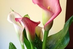 IMG_20260311_123221758_MFNR