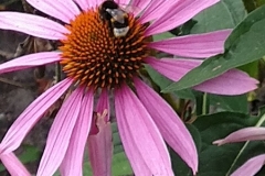 IMG_20230723_154129