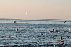 IMG_20260625_202255430_SR