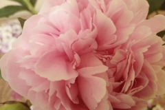 IMG_20250608_123026716_MFNR