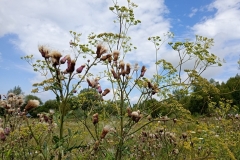 IMG_20250806_114117389_MFNR