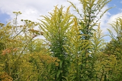 IMG_20250806_114202486_MFNR