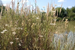 IMG_20250812_105627926_MFNR