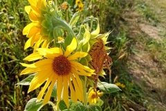 IMG_20250817_165611983_MFNR